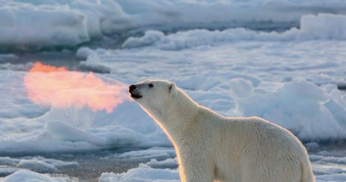 ‘Fire’ started coming out of the mouth of the polar bear!  Magical photo went viral on social media, people were surprised