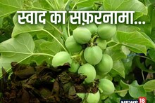 स्वाद का सफ़रनामा: खाने को रंगत और स्वाद देता है रतनजोत, दिल रखता है चुस्त और दुरुस्त, बेमिसाल हैं गुण