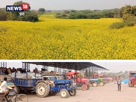 खेत में लहलहाती सरसों की फसल और भिंड की गल्ला मंडी में फसल के साथ किसान.