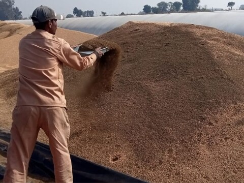 सतना जिले के रामपुर बाघेलान इलाके के बांधा गांव में समर्थन मूल्य पर खरीदे गए गेहूं में मिलावट का वीडियो वायरल हो रहा था.