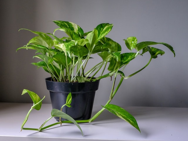 घर में लगा मनी प्लांट बना सकता है कंगाल, रखें इन बातों का ध्यान घर में लगा मनी प्लांट बना सकता है कंगाल, रखें इन बातों का ध्यान