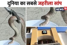 ویڈیو: ہماچل کے شہر ڈیرہ میں دنیا کا سب سے زہریلا سانپ ملا، 4 فٹ لمبا ریسل وائپر