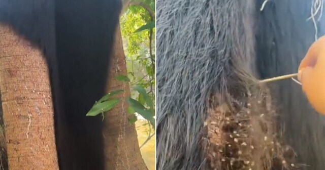 Lakhs of spiders cover tree walk on tree horrific view viral video ...