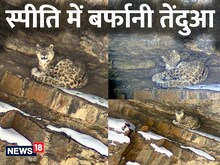 PICS: स्पीति में फिर स्पॉट हुआ स्नो लेपर्ड, चट्टान के नीचे गुर्राता नजर आया