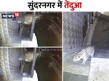 VIDEO: अब सुंदरनगर में तेंदुए का खौफ, BBMB कॉलोनी में CCTV में हुआ कैद