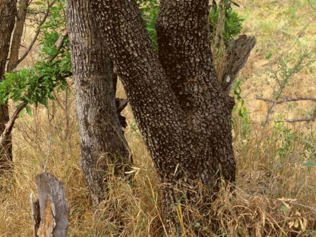 Can you Spot The Hidden Animal In 9 Seconds Test Your Vision by this optical illusion - तस्वीर में ढूंढ निकालना है एक जानवर, वक्त है 9 सेकंड, दिखाइए अपनी तेज़ नज़र Can you Spot The Hidden Animal In 9 Seconds Test Your Vision by this optical illusion - तस्वीर में ढूंढ निकालना है एक जानवर, वक्त है 9 सेकंड, दिखाइए अपनी तेज़ नज़र
