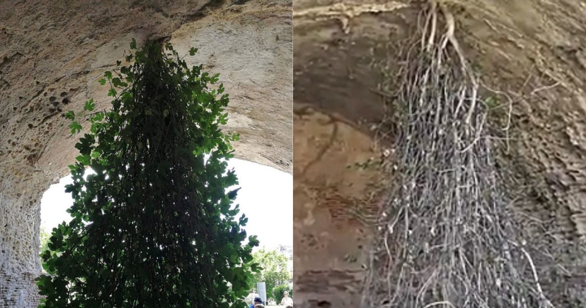 The tree hanging below the ceiling is the most unique in the world, the