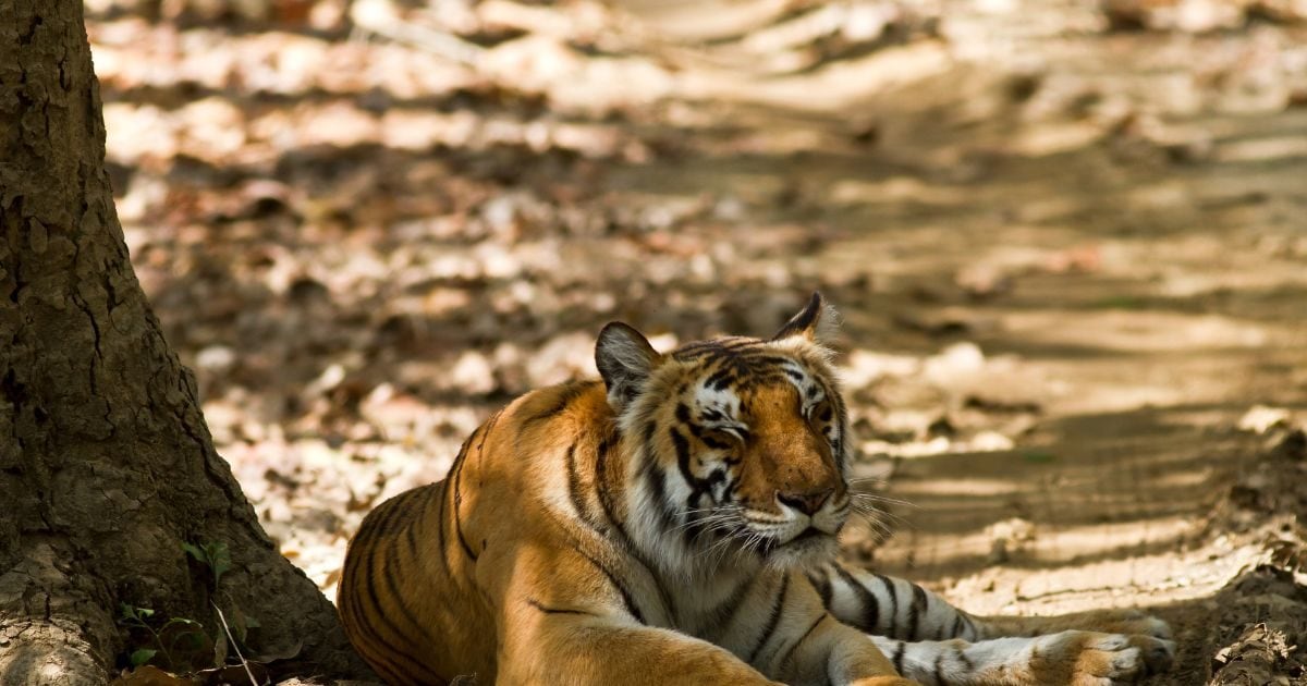 Want to visit Tiger Safari?  Visit 5 reserve parks of the country, you will see tigers from close quarters