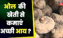 Agriculture : ओल (सूरन) की खेती से ऐसे कमा सकते है अच्छा मुनाफा | Annadata