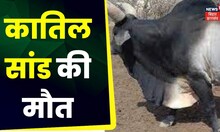 Jamshedpur Bull Attack : लोगों की जान लेने के बाद कातिल सांड की मौत। Top News | Jharkhand News