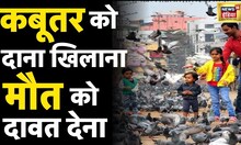Viral News: Pigeon बने जान पर आफ़त, फैला रहे ख़तरनाक Diseases | News18 Hindi