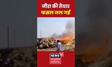 जीरा की तैयार फसल जलने की भयानक तस्वीरें | Ready crop of cumin burnt in farm | Shorts