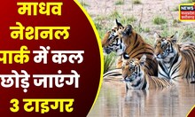 Gwalior News: 27 साल बाद कल आ रहे हैं Tiger, तैयार किया गया Wild Life Corridor |Jyotiraditya Scindia