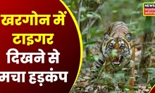 Tiger in Khargone : खरगोन के भावसिंहपुर में दिखा टाइगर, मचा हड़कंप । Latest News। Madhya Pradesh News