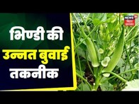 Farming News: अन्नदाता | भिण्डी की उन्नत बुवाई तकनीक | Anndata | TOP News | Hindi News