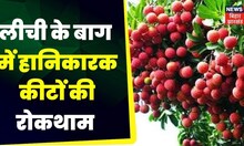 Farming News: अन्नदाता | लीची के बाग में हानिकारक कीटों की रोकथाम | Anndata | TOP News | Hindi News