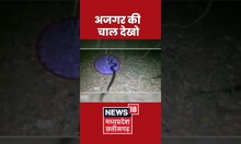 Python Video : अजगर की चाल देखो । #shorts