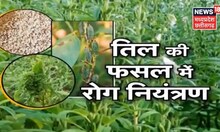 अन्नदाता |  जायद तिल की फसल में संगणना और अनुमानों का प्रयोग |  जायद तिल की खेती |  तिल की खेती