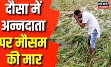 लालसोट के कई गांवों में बारिश के साथ गिरे ओले, किसानों की फसलें हो रहीं बर्बाद! | Rain News
