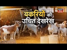 Anndata :  बकरियों की उचित देखरेख कैसे करें ? यहां जानें | Goat farming | Farming | Kissan