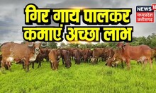 Annadata | गाय की गिर नस्ल को पालकर कमाएं अच्छा मुनाफा । Dairy Business Farming । Latest News