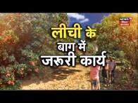 Annadata : लीची की खेती कैसे करें? यहां जानें | litchi ki kheti in hindi|  Litchi | Cultivation