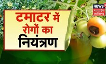 Tamatar Ki Kheti | टमाटर की खेती कर कम लागत में पाएं अधिक मुनाफा, जानिए कैसे करे खेती | Annadata