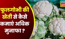 Annadata : Cauliflower की खेती करते वक्त रखें किन बातों का ध्यान | Agriculture News | Farming News