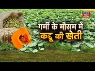 Annadata: कद्दू की खेती कैसे होती है | Pumpkin Farming in Hindi | Pumpkin Cultivation | Summer