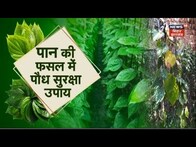 Annadata: पान की खेती के लिए इन बातों का रखें ध्यान । Betel Leaf Cultivation| Pan ki kheti | Farmer