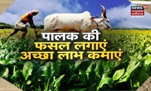 Annadata | गर्मी में पालक की खेती से कैसे कमाएं अच्छा लाभ ? | Farming | Agriculture | News18 MP CG
