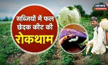 Annadata : फल छेदक कीट से होता है भारी नुकसान, फल छेदक कीट की पहचान के लक्षण | Agriculture News