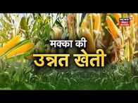 Farming News: अन्नदाता | मक्का की उन्नत खेती | Annadata | TOP News | Hindi News | Farming