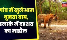 Jharkhand News: Latehar में बाघ ने 24 घंटे के अंदर 2 ग्रामीणों पर किया हमला।  Bagaha Tiger Attack