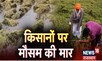 किसानों पर मौसम की मार | Weather Destroyed Crops | Rainfall | Hailstorm | Rajasthan | Latest News