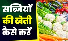 Farming News: अन्नदाता | सब्जियों की खेती कैसे करें | Annadata | TOP News | Hindi News