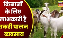 Annadata | Farmers के लिए लाभकारी है बकरी पालन व्यवसाय, क्षेत्र के अनुसार करें बकरी की नस्लों का चयन