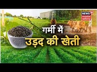 Annadata | Urad की फसल में किए जाने वाले जरूरी कार्य क्या हैं?| Latest News | News18 MP Chhattisgarh