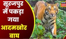 Surajpur News: वन विभाग की टीम ने Search Operation चलाकर पकड़ा आदमखोर बाघ | Latest News | news18mpcg