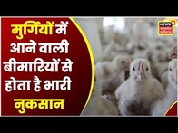 Annadata | मुर्गियों को बीमारी से बचाने के लिए टीकाकरण करते समय इन सावधानियों का रखें ख्याल | latest
