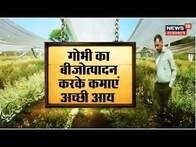 Annadata : गोभी का बीजोत्पादन करके कमाए अच्छी आय, समय समय पर करते है उचित देखरेख | Agriculture News