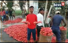 Bihar News: भागलपुर के गाजर की पूरे देश में डिमांड, अब मुसीबत बन गए बिचौलिए, पढ़ें स्टोरी
