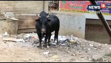 Jamshedpur: सनकी सांड ने रौंदकर 2 को उतारा मौत के घाट, काबू करने के लिए मशक्कत कर रहा प्रशासन