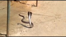 Sagar News: As soon as the poisonous cobra was caught, it jumped and hissed, a crowd of people came to see the snake 