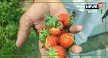 Success Story:  30 लाख का पैकेज छोड़ सॉफ्टवेयर इंजीनियर ने शुरू की स्ट्रॉबेरी की खेती, हो रही बंपर कमाई