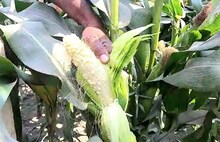 Samastipur News: मक्के के 90% बालियों में नहीं निकला दाना, जांच में जुटे वैज्ञानिक