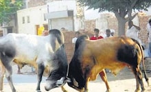 अलीगढ़ की सड़कों पर आवारा सांड छोड़ने वालों पर होगा एक्शन, दर्ज होगी FIR