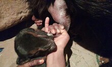OMG: दो सिर और चार आंख वाला बकरी का बच्चा, दोनों मुंह से पीता है दूध 