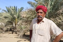 Barmer: एक आइडिया ने किया मालामाल! 800 पौधों से 40 टन खजूर का उत्पादन; अब हो रही है लाखों की कमाई