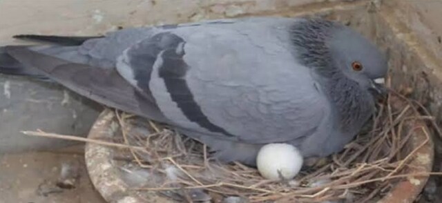 Do you know whether it is auspicious or inauspicious for pigeons to ...